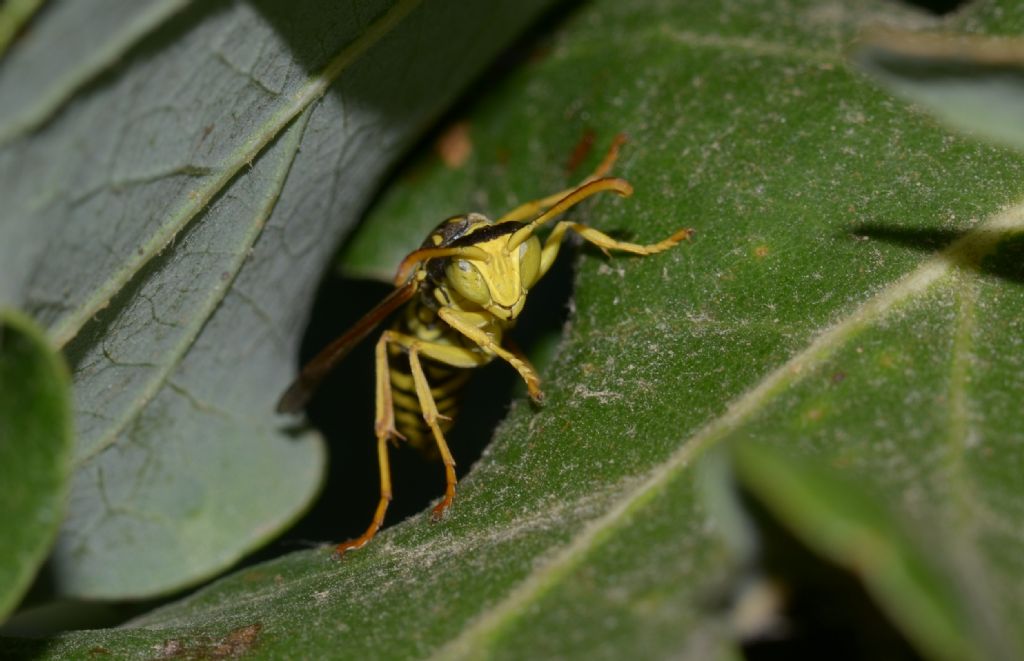Polistes?  S. maschio di Polistes associus